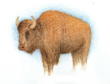 Bison, by Eli Clark